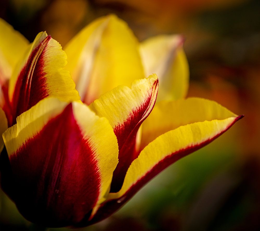France-Giverny Close-up orange and yellow tulip petals